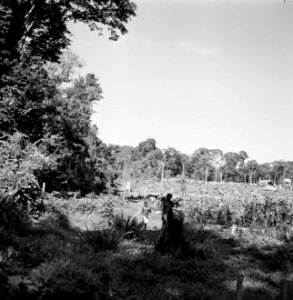 Landschap bij Brokopondo, Bestanddeelnr 252-5210