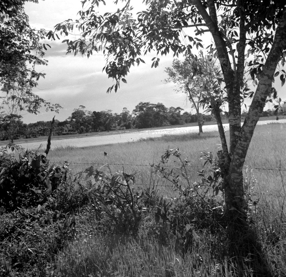 Landschap in Suriname, Bestanddeelnr 252-6417