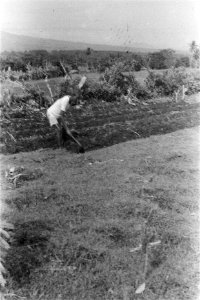 Landschap met (palm)bomen, Bestanddeelnr 109-5-4