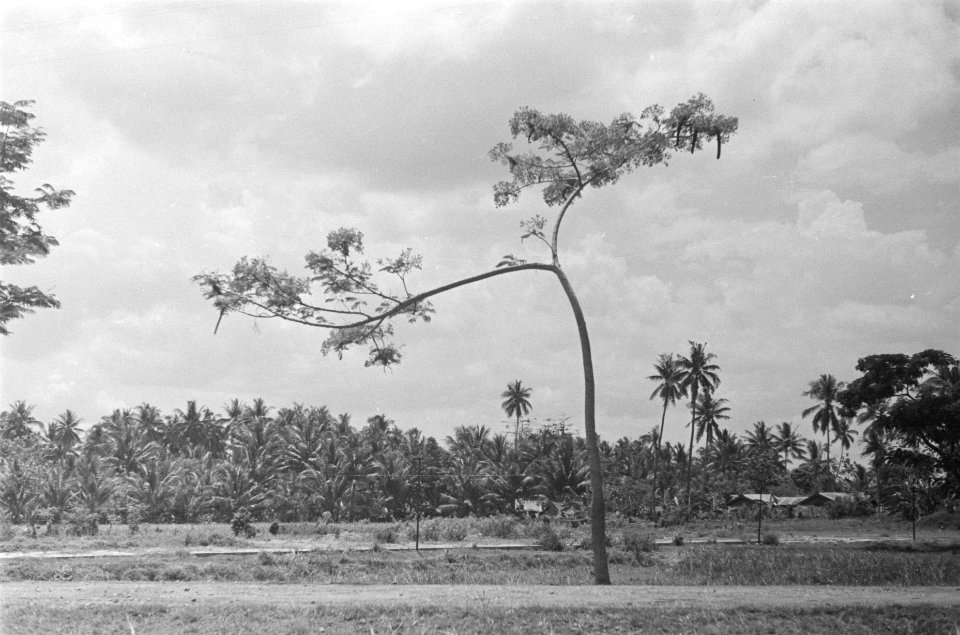 Landschap met (palm)bomen, Bestanddeelnr 88-4-4