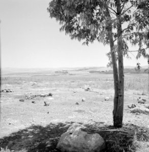 Landschap in de omgeving van Latrun, op de voorgrond een jonge boom en rotsblokk, Bestanddeelnr 255-3209