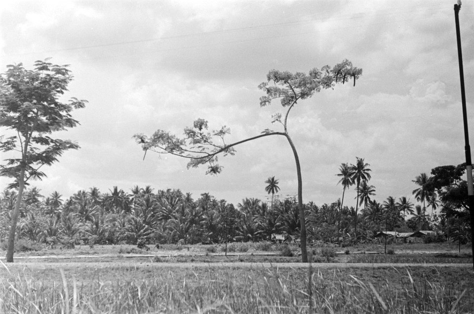 Landschap met (palm)bomen, Bestanddeelnr 88-4-3