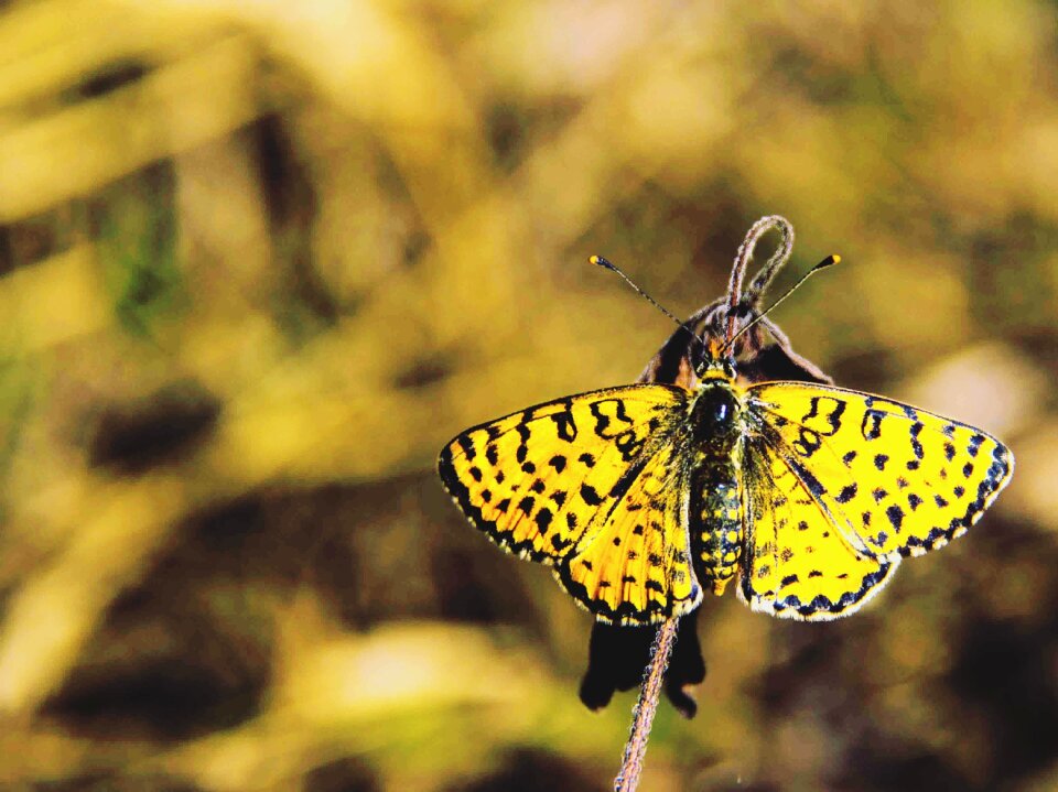 Butterfly insect macro