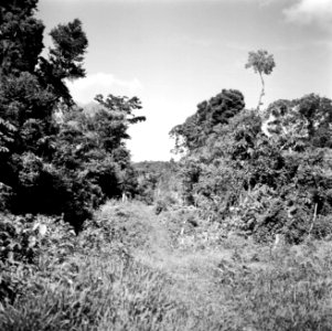 Landschap bij Brokopondo, Bestanddeelnr 252-5133