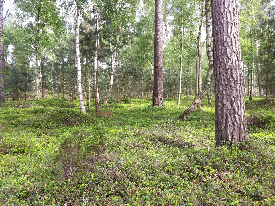 Landschap in Nationaal Park Sallandse Heuvelrug (4)