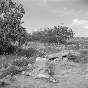 Landschap bij Askalon met archeologische resten, Bestanddeelnr 255-1453