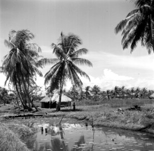 Landschap in Nickerie, Bestanddeelnr 252-5514