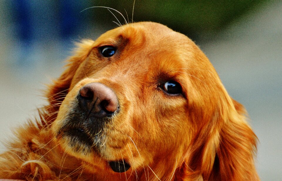 Light brown pet big dog