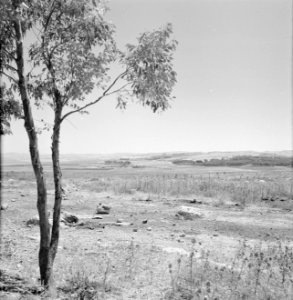 Landschap in de omgeving van Latrun, op de voorgrond een jonge boom en rotsblokk, Bestanddeelnr 255-3208