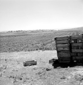 Landschap met akkers in de vlakte van Ayalon met in de verte een nederzetting, Bestanddeelnr 255-4633