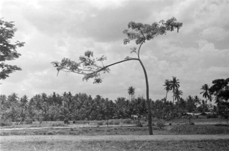 Landschap met (palm)bomen, Bestanddeelnr 88-4-5