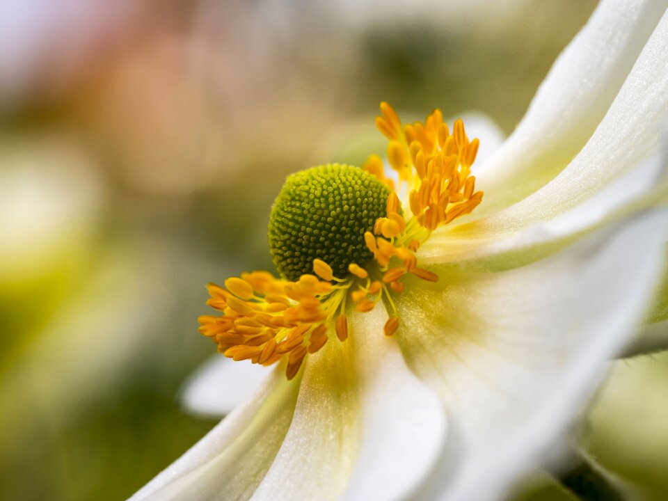 Flowers gardens white flowers