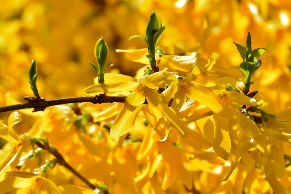 Bush beautiful spring