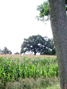 Landschaft groß linde 2