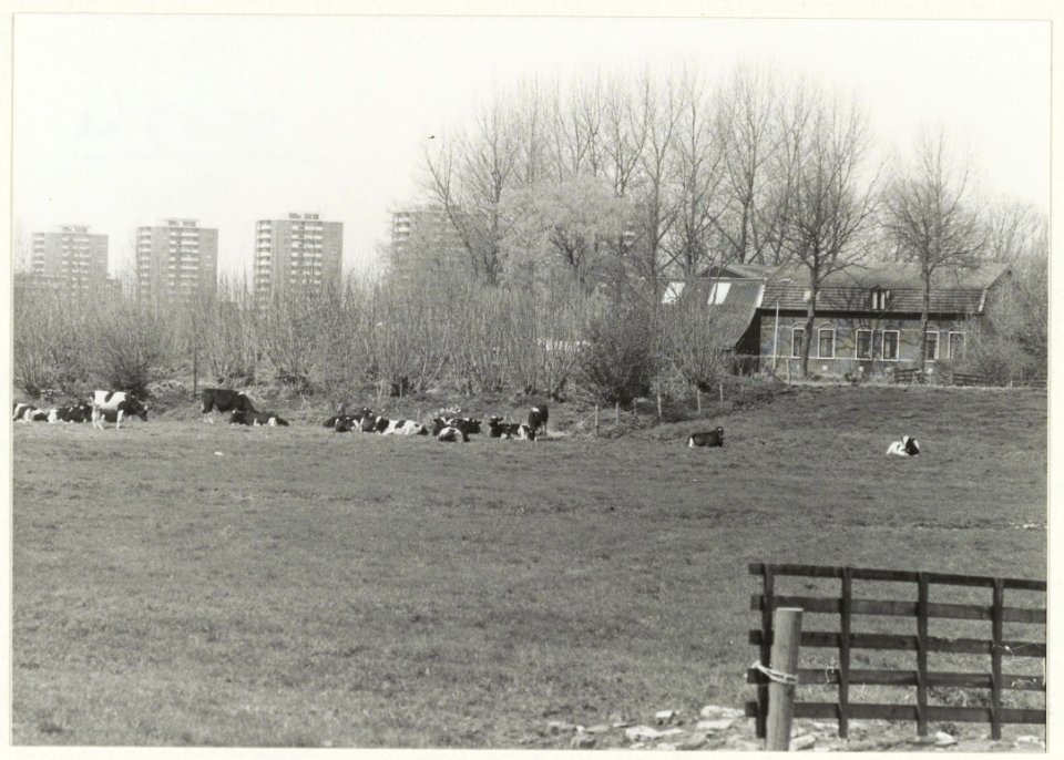 Landelijk stukje Vijfhuizen met de flats van de Robert Kochlaan in Schalkwijk op de achtergrond. NL-HlmNHA 54015498