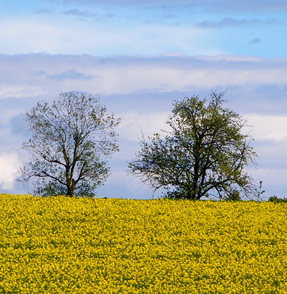 Landschaft Innviertel90