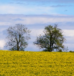 Landschaft Innviertel90