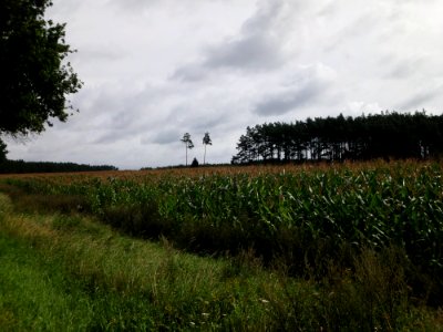 Landschaft groß linde 1
