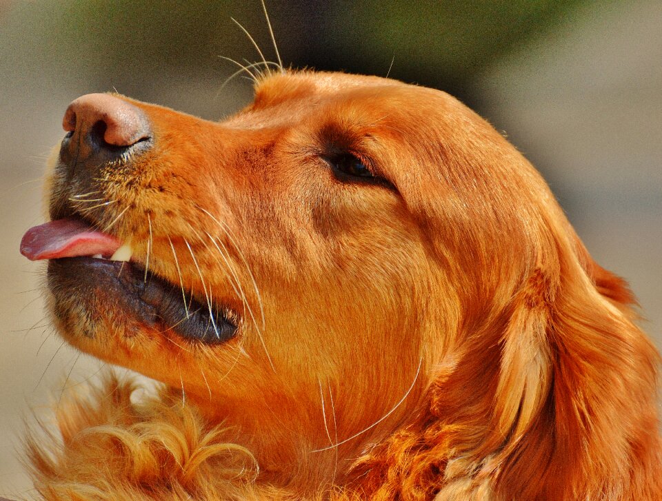 Light brown pet big dog