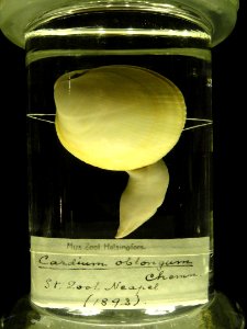 Laevicardium oblongum (Cardium oblongum) - Finnish Museum of Natural History - DSC04691
