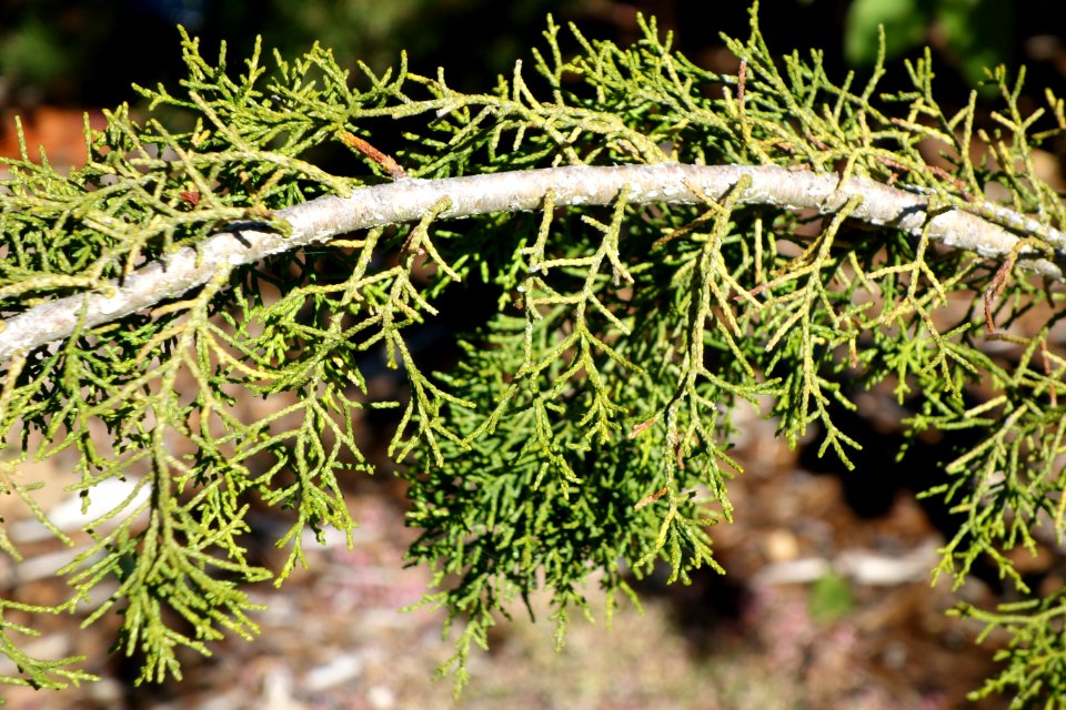 Lagarostrobos franklinii - San Francisco Botanical Garden - DSC09843