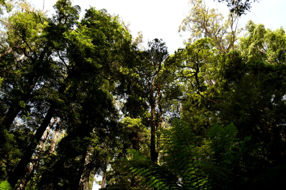 Lake Chisholm Forest Reserve, Tasmania 03