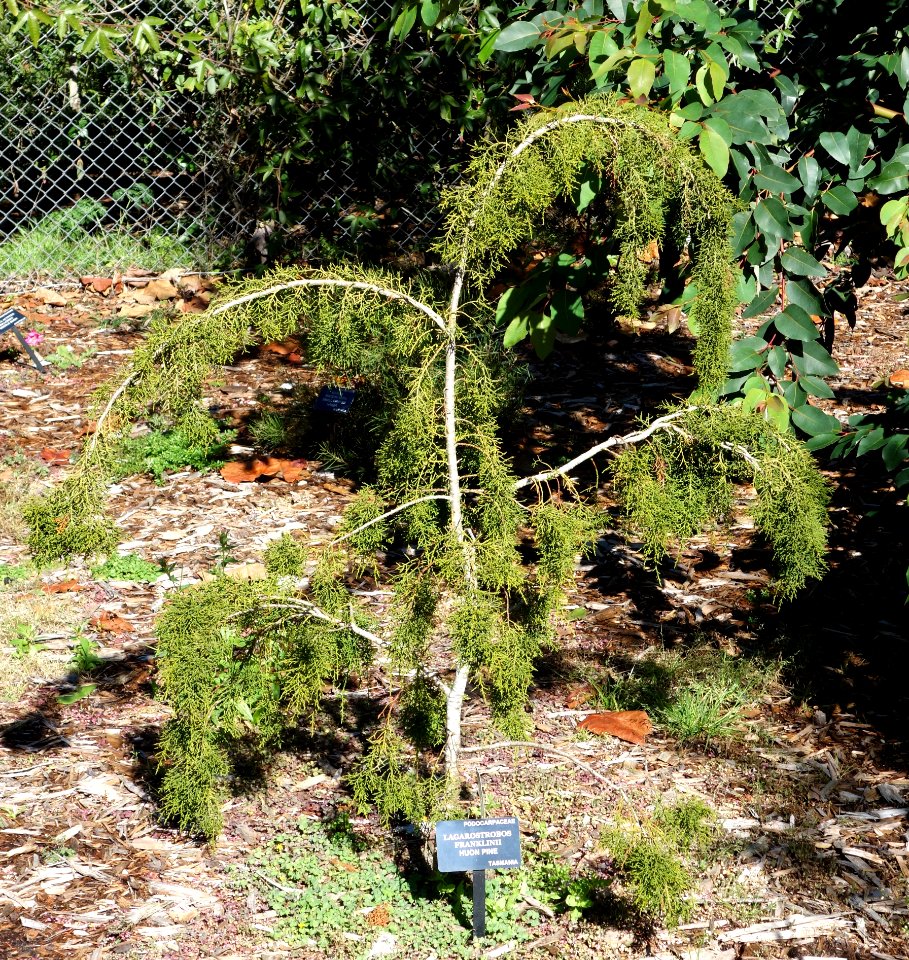 Lagarostrobos franklinii - San Francisco Botanical Garden - DSC09842
