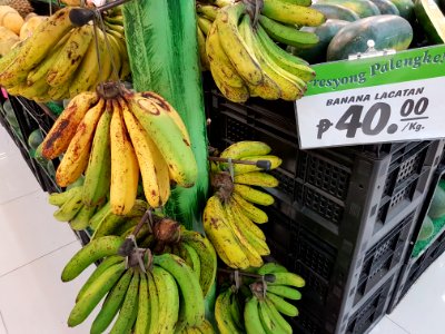 Lakatan bananas (Philippines) 01