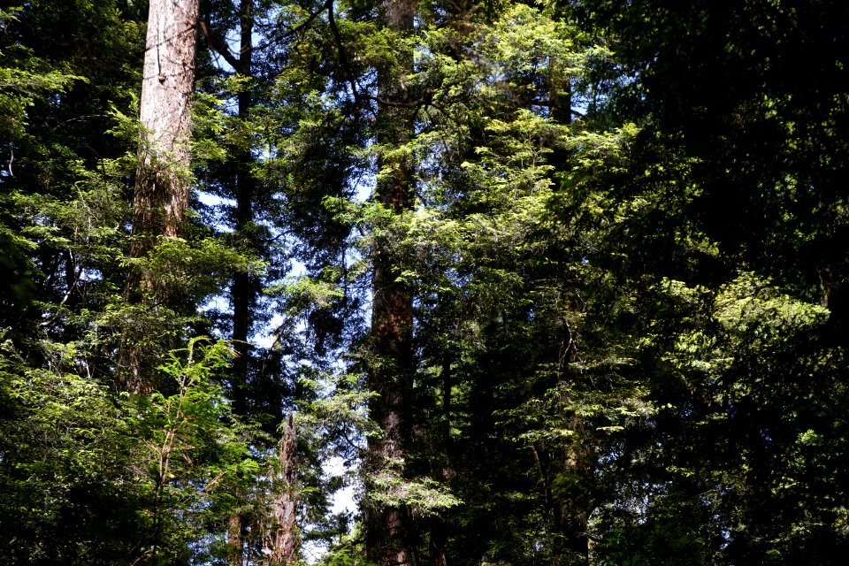 Lake Chisholm Forest Reserve, Tasmania 31