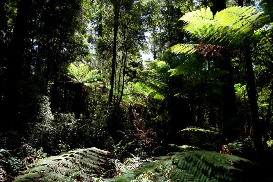 Lake Chisholm Forest Reserve, Tasmania 30