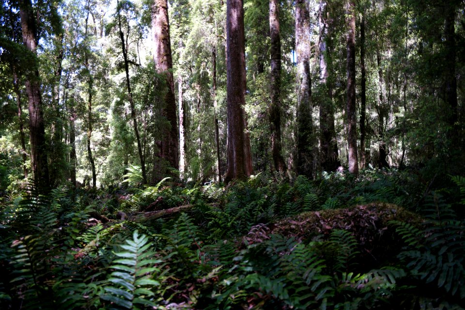 Lake Chisholm Forest Reserve, Tasmania 33