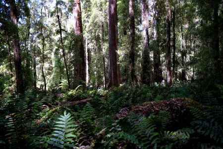 Lake Chisholm Forest Reserve, Tasmania 33