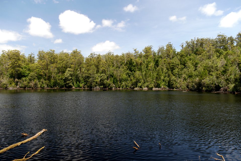 Lake Chisholm Forest Reserve, Tasmania 27
