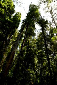 Lake Chisholm Forest Reserve, Tasmania 15