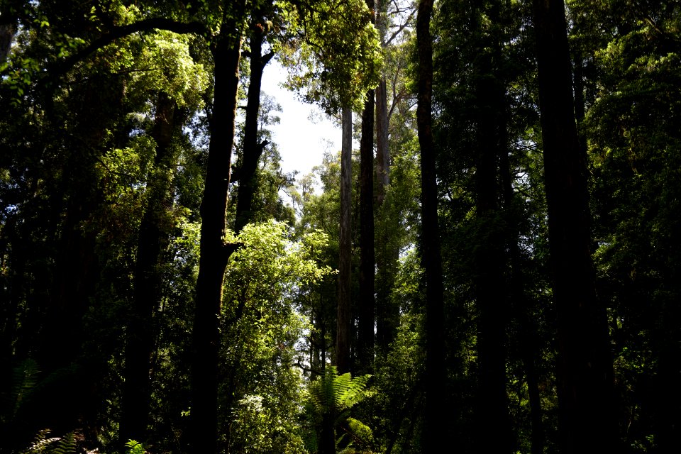 Lake Chisholm Forest Reserve, Tasmania 18
