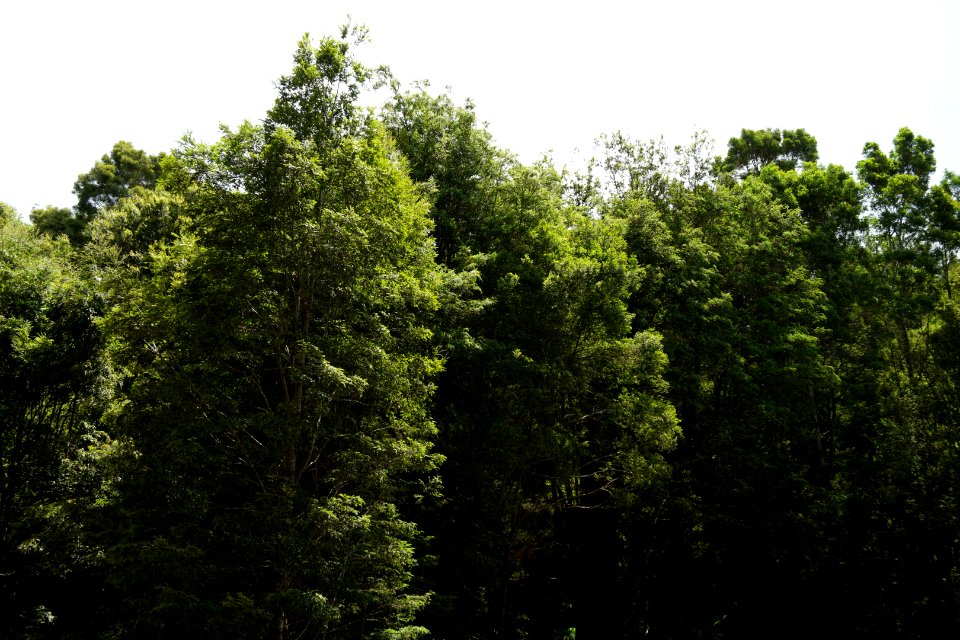 Lake Chisholm Forest Reserve, Tasmania 02