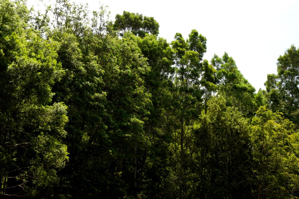 Lake Chisholm Forest Reserve, Tasmania 01