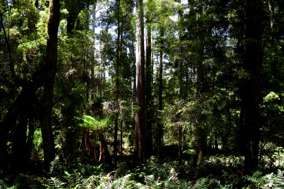 Lake Chisholm Forest Reserve, Tasmania 05