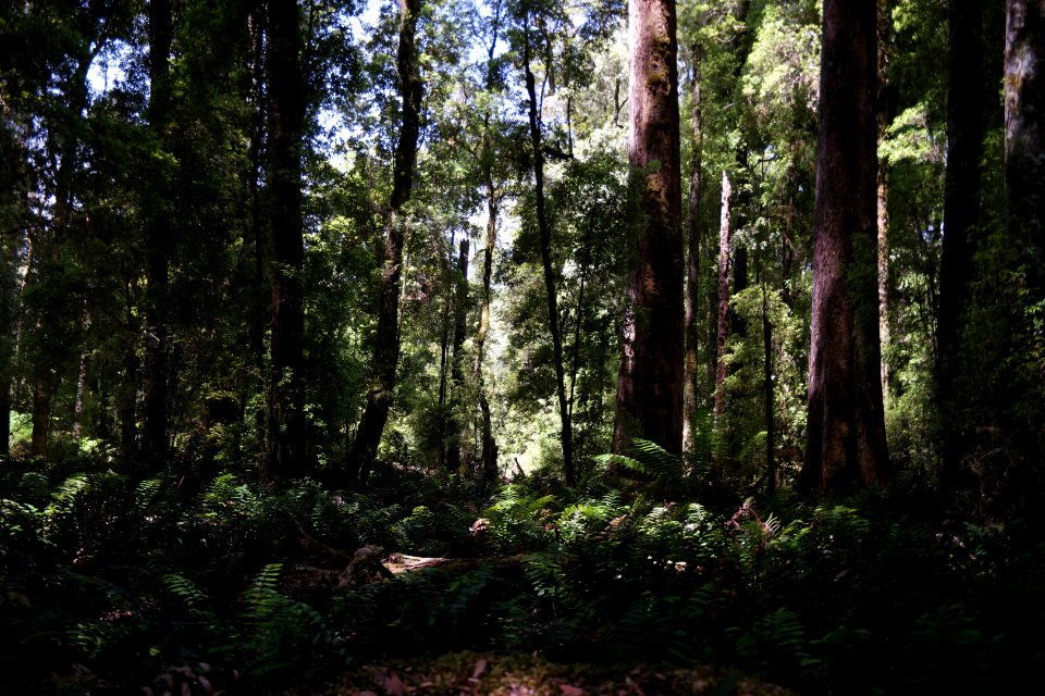 Lake Chisholm Forest Reserve, Tasmania 17