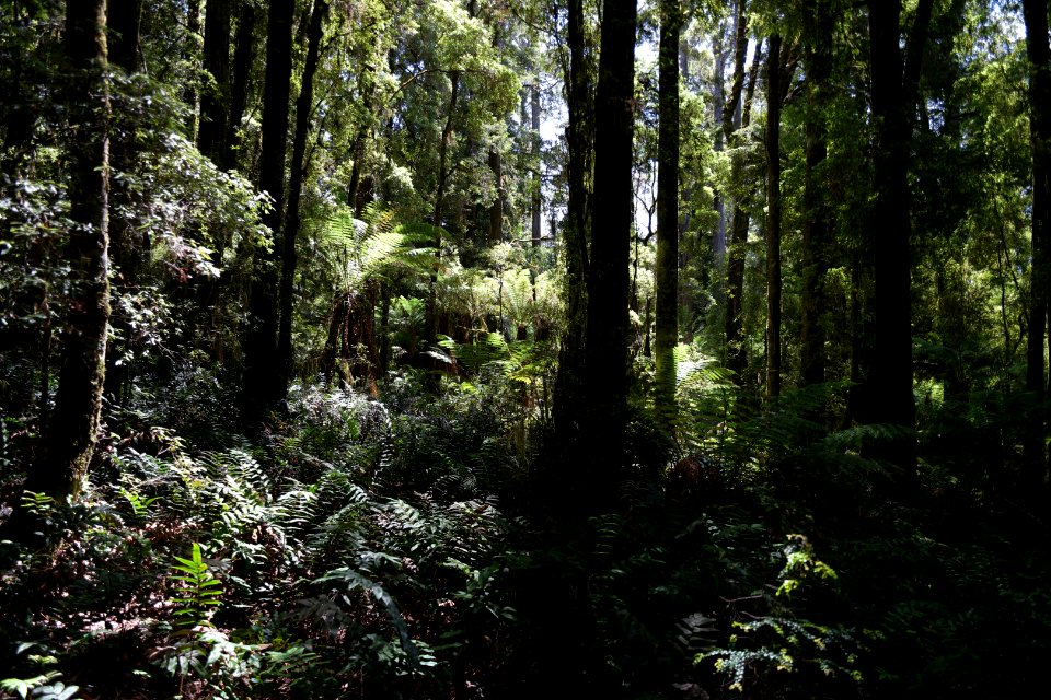 Lake Chisholm Forest Reserve, Tasmania 34