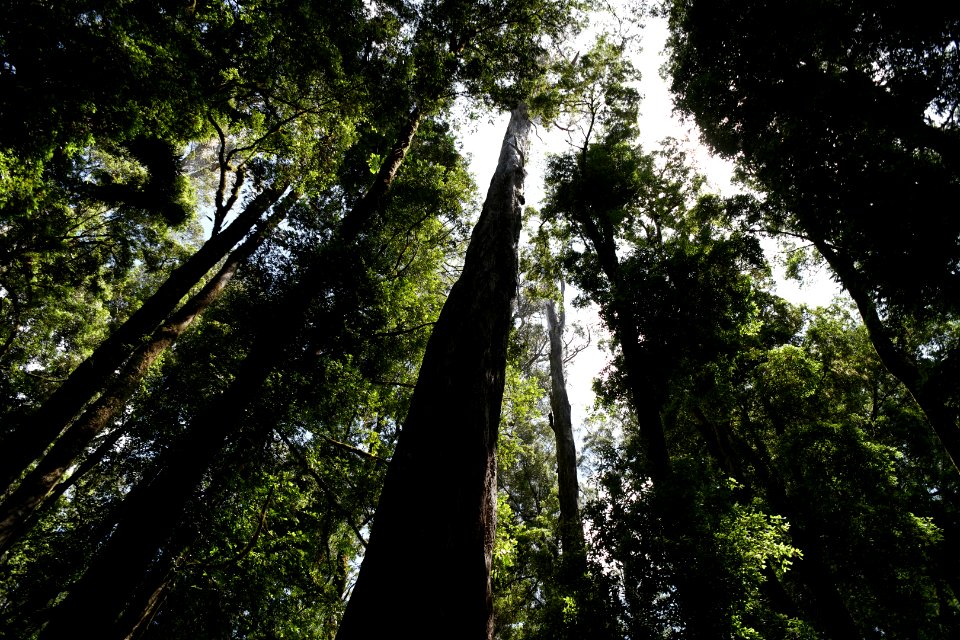 Lake Chisholm Forest Reserve, Tasmania 19