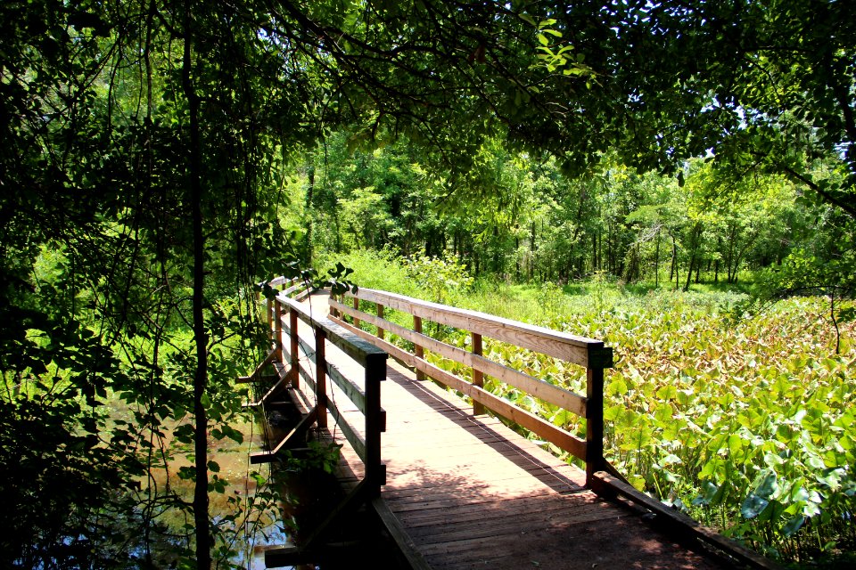 Lake Conestee Nature Park boardwalk, June 2019