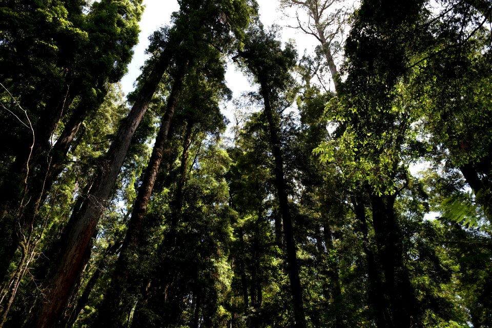 Lake Chisholm Forest Reserve, Tasmania 14