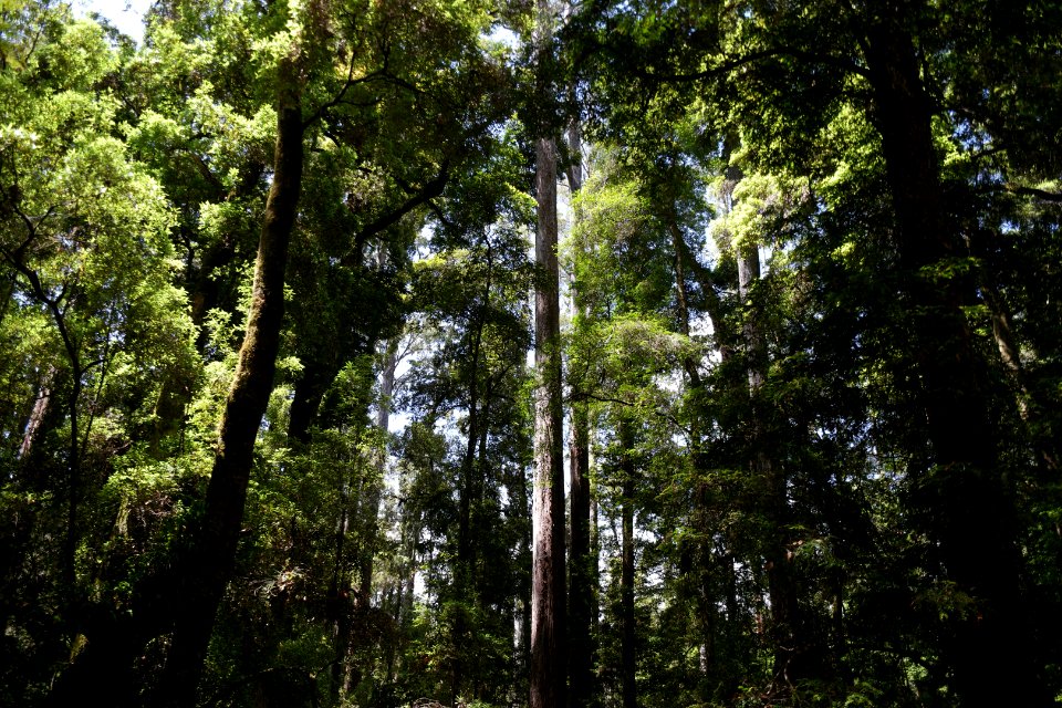 Lake Chisholm Forest Reserve, Tasmania 06