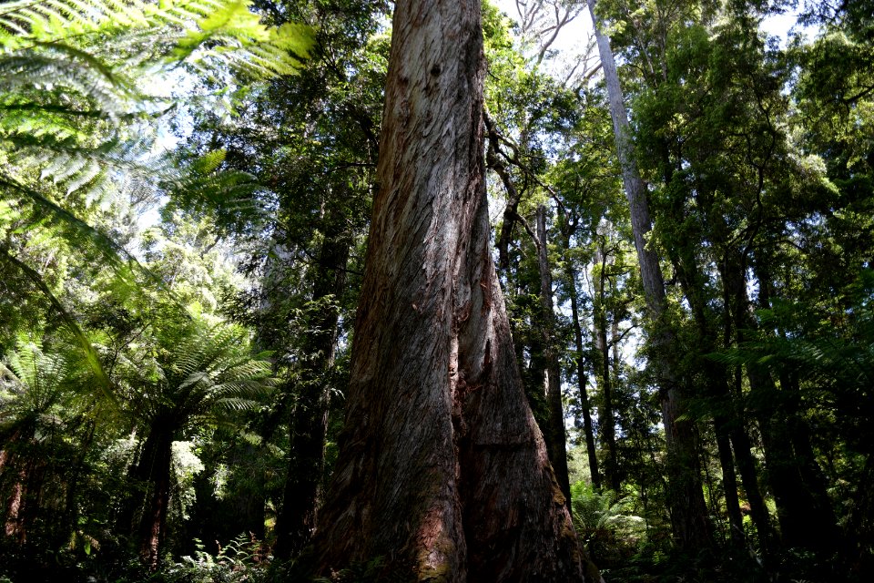 Lake Chisholm Forest Reserve, Tasmania 11
