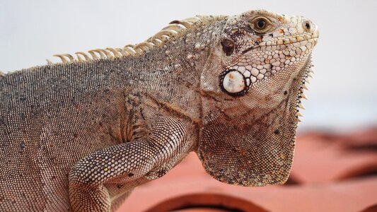 Animal calango lizard photo
