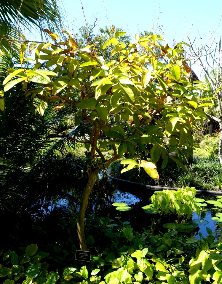 Lagerstroemia thorelii - Naples Botanical Garden - Naples, Florida - DSC09771
