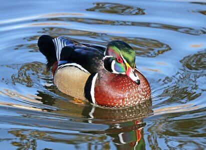 Bird water fowl reflection photo