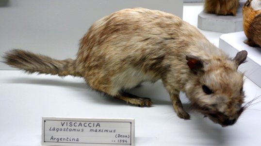 Lagostomus maximus - Museo Civico di Storia Naturale Giacomo Doria - Genoa, Italy - DSC02858