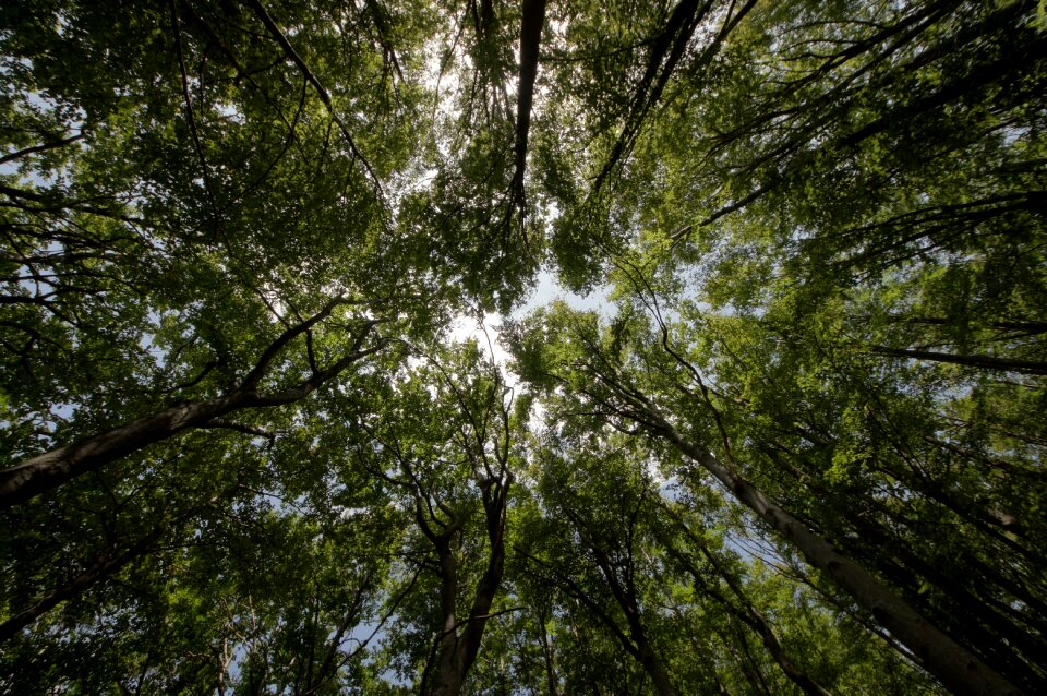 Nature perspective trees